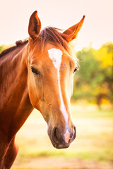 Obraz premium portrait of a horse