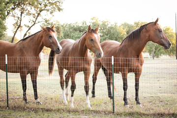 three horses at fence
