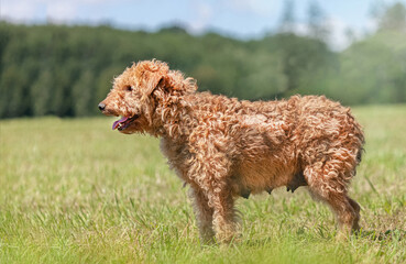 Portrait of a chestnut terrier hound outdoors