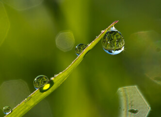 Background of a fresh green grass with water drops. Close-up - Image.