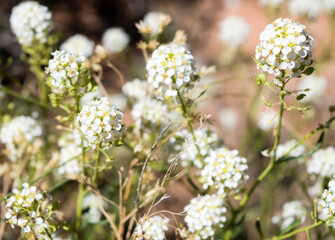 Mountain pepperweed blooming in Arches National Park - Moab, Utah, USA