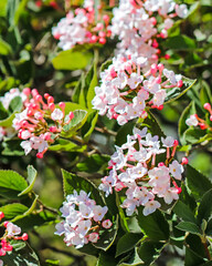 Small light pink flowers blooming on a bush in the garden