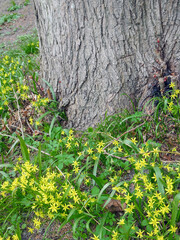 Blooming spring yellow goose bow at the foot of an old tree, selective focus