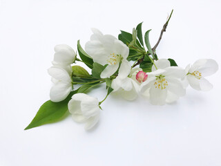 Spring flowers and blossoms, white blossoms with pink buds on white background