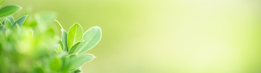Closeup of beautiful nature view green leaf on blurred greenery background in garden with copy space using as background cover page concept.