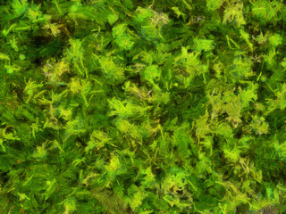 An ornamental shrub with beautiful leaves and various shapes Illustrations creates an impressionist style of painting.