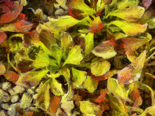 An ornamental shrub with beautiful leaves and various shapes Illustrations creates an impressionist style of painting.