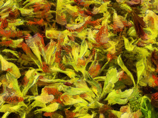 An ornamental shrub with beautiful leaves and various shapes Illustrations creates an impressionist style of painting.