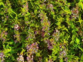 An ornamental shrub with beautiful leaves and various shapes Illustrations creates an impressionist style of painting.