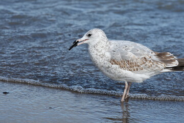 seagull on the beach