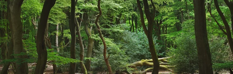 Foto op Aluminium Nationaal Park Veluwe, Nederland. Machtige bladverliezende beuken, boomstammen, groene bladeren. Donker bos. Schilderachtig panoramisch landschap. Natuur, ecologie, milieu, ecotoerisme, seizoenen, lente © Aastels