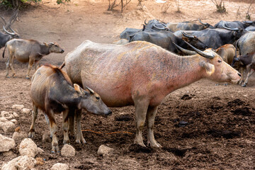 Group of Water buffalo (Thai buffalo) at countryside in Southern of Thailand.
