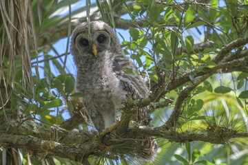 Barred Owlet sitting on a tree branch