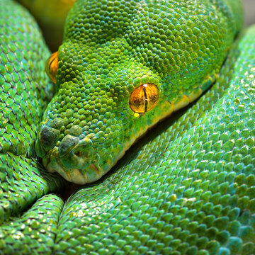 Green tree python Morelia viridis, snake skin texture close-up. Tallinn zoo, Estonia. Portrait art. Nature, environmental conservation, wildlife, zoology, herpetology, science, zoo laboratory