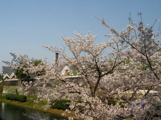 古い造り酒屋と桜の花