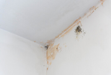 Black mold stains in corner of room. Mould, wall, renovation.