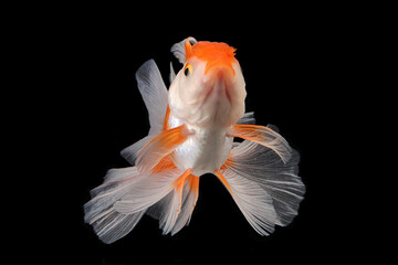 Pet yellow white gold fish with long flowery wave tail swimming in aquarium water on black background