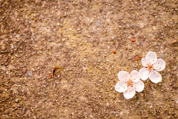 地面に落ちた桜の花びら