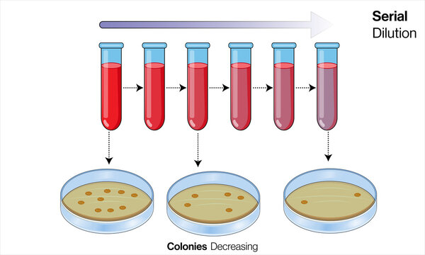 Serial dilution process in microbiology, tubes with liquid, 