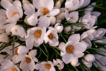 白いクロッカス