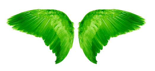 Green Angel wings an isolated on white background