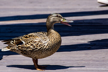 duck on the deck