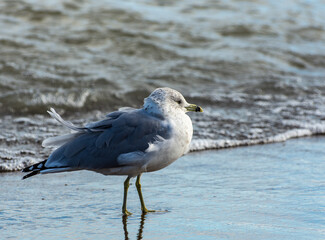 seagull on the beach 