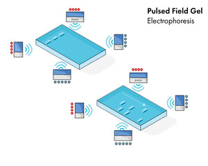 Illustration of pulsed field gel electrophoresis. 