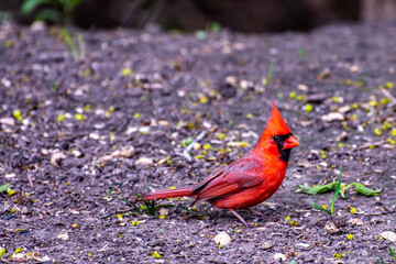 northern cardinal 