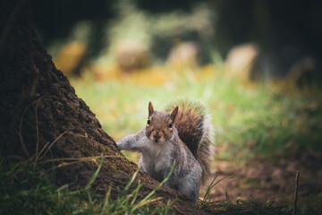 English grey squirrel