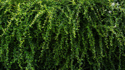 Natural green hedgerows wall background. Green wall bush