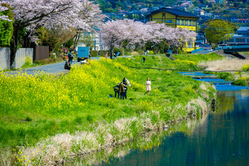 由布院の桜