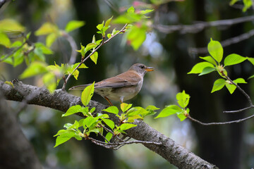 花が散り若葉が出てきた桜の枝にとまったシロハラ