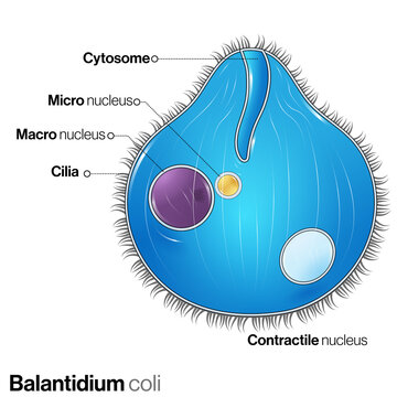 illustration of microbe Balantidium coli structure.