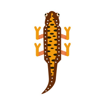 Cute Newt Amphibian