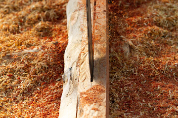 Chainsaw Close-up of woodcutter sawing chain saw in motion,