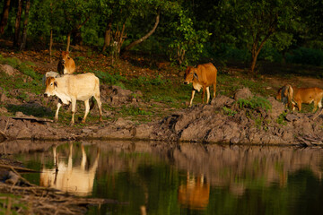 Cows along the reservoir, cattle farmers in the nature of Thailand.