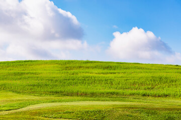 Green Grass Field with Blue Sky Background