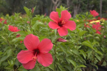 Cambodia. Hibiscus rosa-sinensis, known colloquially as Chinese hibiscus is a species of tropical hibiscus, a flowering plant in the Hibisceae tribe of the family Malvaceae. Siem Reap province.