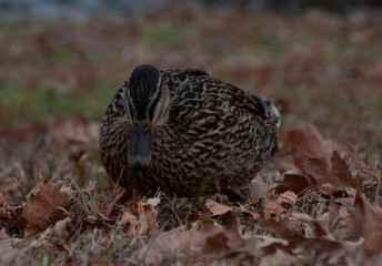 Duck 2