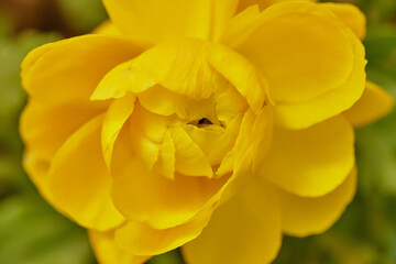 Gentle buttercups in the garden on a sunny day close-up