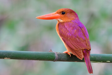 Close up of  Ruddy Kingfisher (halcyon coromanda) perching on fresh bamboo branch showing its beautiful back feather with purple shade