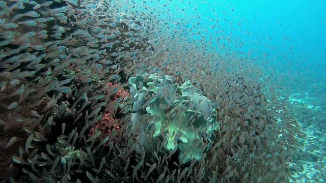Small baby fish swarming around coral