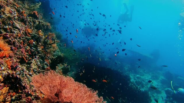 Scuba divers swimming around a colorful reef overhang