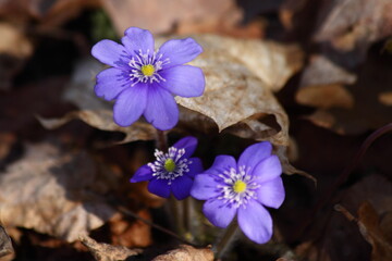 Fresh blooming purple snowdrops on the background of last year's brown  foliage in the forest, European first wild flowers on a sunny spring day