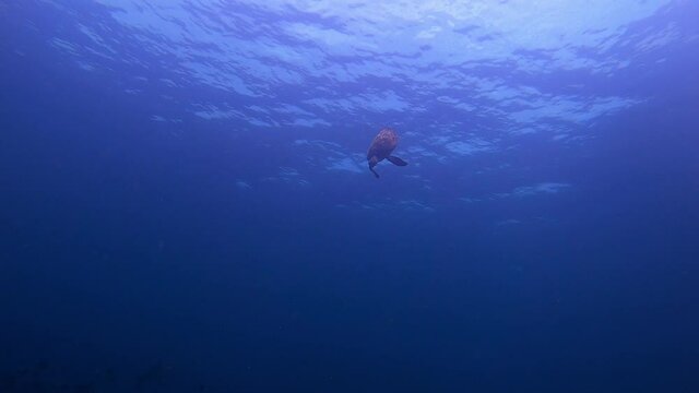 Turtle swimming down to a coral reef for food