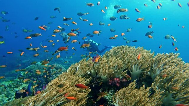Scuba divers swimming with small colorful tropical fish