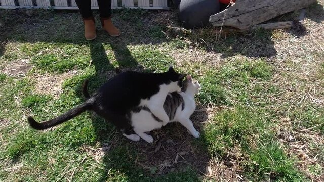 Female cat rejects male cat attempting to have sex