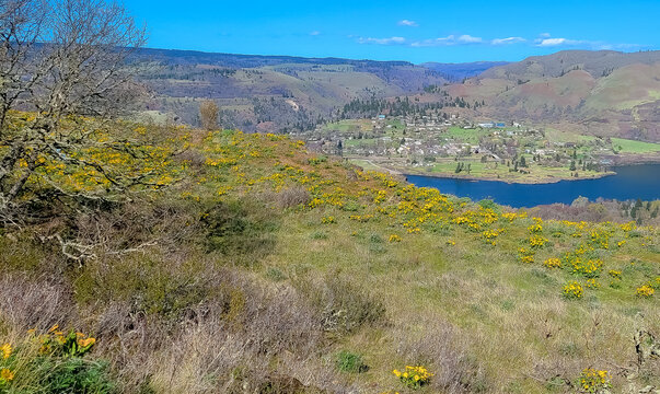 Spring wildflowers in the Columbia River Gorge