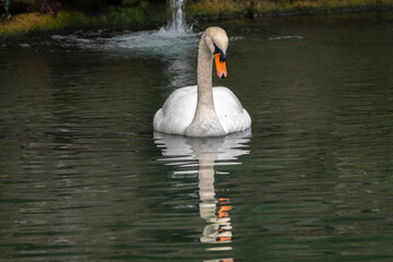 A graceful white swan swimming on a lake with dark green water. The white swan is reflected in the water